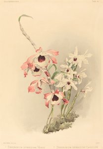 Dendrobium Hybridium Venus ja Dendrobium Hybridium Cassiope.