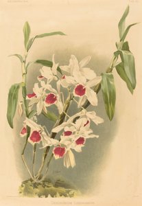 Dendrobium Leechianum tekijältä Joseph Mansell after Henry George Moon