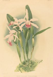 Laelia Elegans Schilleriana tekijältä Joseph Mansell after Henry George Moon