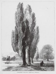 Lombardian poppelit (litografia)