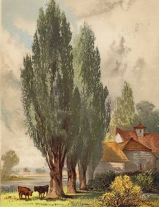 Lombardian poppelit, englantilainen kohtaus (värilitro)