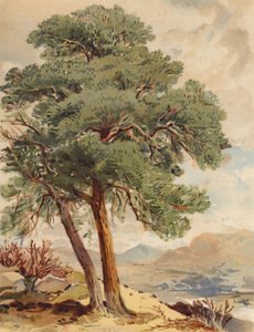 Skotlantilainen kuusi, Highland Scene (värilitografia)