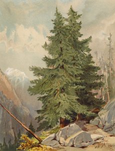 The Larch, Alppikohtaus (värilitro)