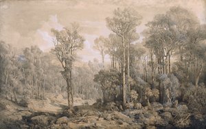 Australian metsä