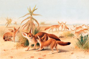 Afrikkalainen fennekit