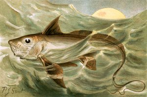 Chimaera tekijältä Joseph Smit