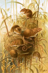 Harvest Mouse