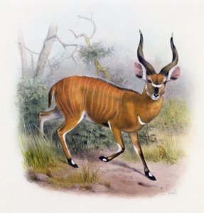 The Broad Horned Antelope, mula sa 