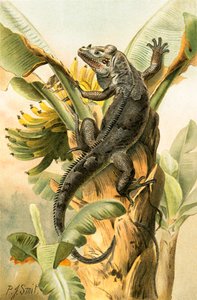 Musta Iguana