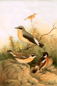 Wheatear, Stonechat ja Whinchat