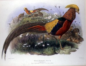 Thaumalea picta (kultafasaani), kaiverrus M. & N. Hanhart tekijältä Joseph and Smit J. Wolf