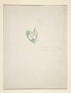 Kukka tekijältä Joseph Stella