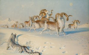 Lumileopardi vaanii Ovis Polia, tekijältä Joseph Wolf