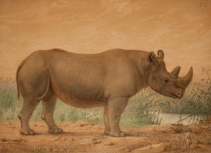 Afrikkalainen sarvikuono tekijältä Joseph Wolf
