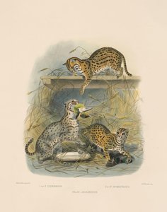 Aasialaiset bengalikissat (Felis javanensis, F. chinensis, F. sumatrana).