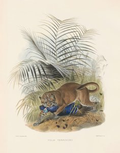 Aasian kultakissa (Felis temminckii) tekijältä Joseph Wolf