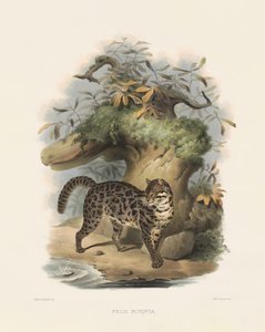 Aasian leopardikissa (Felis scripta) tekijältä Joseph Wolf