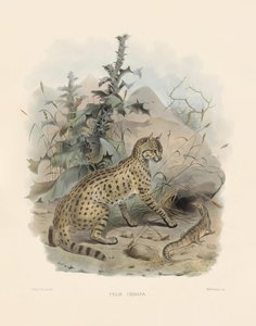 Aasialainen villikissa (Felis ornata) tekijältä Joseph Wolf