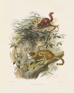 Bengalikissa (Felis bengalensis) tekijältä Joseph Wolf