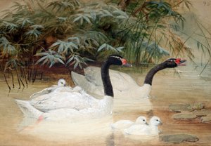 Mustakaulajoutsen (Cygnus nigricollis), 1852-54 tekijältä Joseph Wolf
