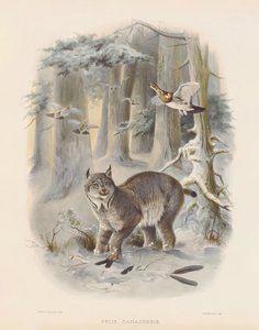 Kanadan ilves (Felis canadensis) tekijältä Joseph Wolf