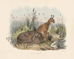 karakaali (Felis caracal) tekijältä Joseph Wolf