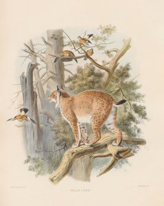 ilves (Felis lynx) tekijältä Joseph Wolf