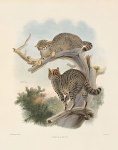 Euroopan villikissa (Felis catus) tekijältä Joseph Wolf