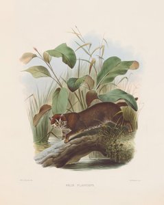 Litteäpäinen kissa (Felis planiceps) tekijältä Joseph Wolf