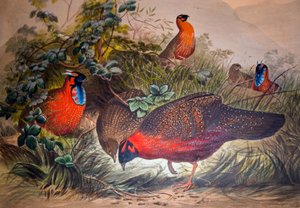 Sarvipäinen Tragopan, 1861 tekijältä Joseph Wolf