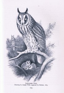 Pitkäkorvainen pöllö, Nature in Britain, julkaissut Collins, 1946. tekijältä Joseph Wolf