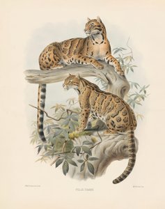 Marmoroitu kissa (Felis diardi)