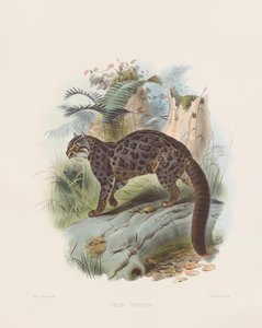 Marmoroitu kissa (Felis tristis) tekijältä Joseph Wolf