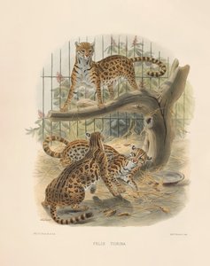 Ocelot (Felis tigrina) tekijältä Joseph Wolf