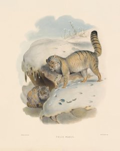 Pallaskissa (Felis manul) tekijältä Joseph Wolf