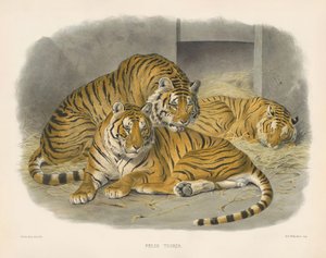 Bengalin kuninkaallinen tiikeri (Felis tigris) tekijältä Joseph Wolf