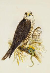 Saker Falcon,