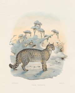 Steppi-ilves (Felis caudatus) tekijältä Joseph Wolf