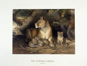 Afrikkalainen leijona, n. 1880-1883 tekijältä Joseph Wolf