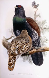 Wood Grouse tekijältä Joseph Wolf