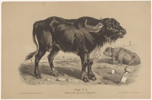 Buffalo Buffalo (otsikko esineessä) Dierenstudies in twee soorten krijt (sarjan nimi) Z. Gengembren tutkimus kahdella kynällä (sarjan nimi)