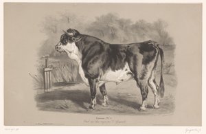 Stier in een weiland Taureau (title on object) Dierenstudies in twee soorten krijt (series title) Étude aux deux crayons par Z. Gengembre (series title on object)   1370397   fi       finnish Successfully Translated  Original: Joseph and Potiphars wife Tra