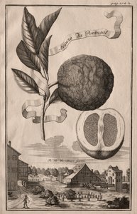 Nürnbergin hesperidit: Aranza de Portugal, 1714.