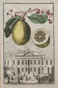 Nurnbergische Hesperides: No125 - Limon Ponzino Neapolista. Palazzo del N. H. Cornaro Fiessossa, c170