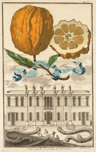 Nurnbergische Hesperides: No185 - Sweet Striated Aranzo. Palazzo del N. H. Fonte Noventassa, n. 1708.