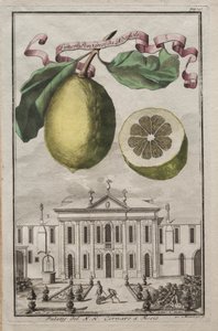 Nurnbergische Hesperides: nro 125 - Limon Ponzino Neapolista. N. H. Cornaron palatsi Fiessossa