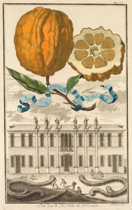 Nurnbergische Hesperides: nro 185 - Sweet Striated Aranzo. Palazzo del N. H. Fonte Noventassa