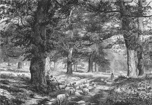 Sherwood Forestissa vuonna 1875.