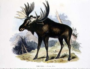 Hirvi (Cervus alces) opetuskuvituspubi. Kristillisen tiedon edistämisyhdistyksen toimesta