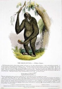 Orang-Outang (Pithecus satyrus) koulutuskuvituspubi. Kristillisen tiedon edistämisyhdistyksen toimesta